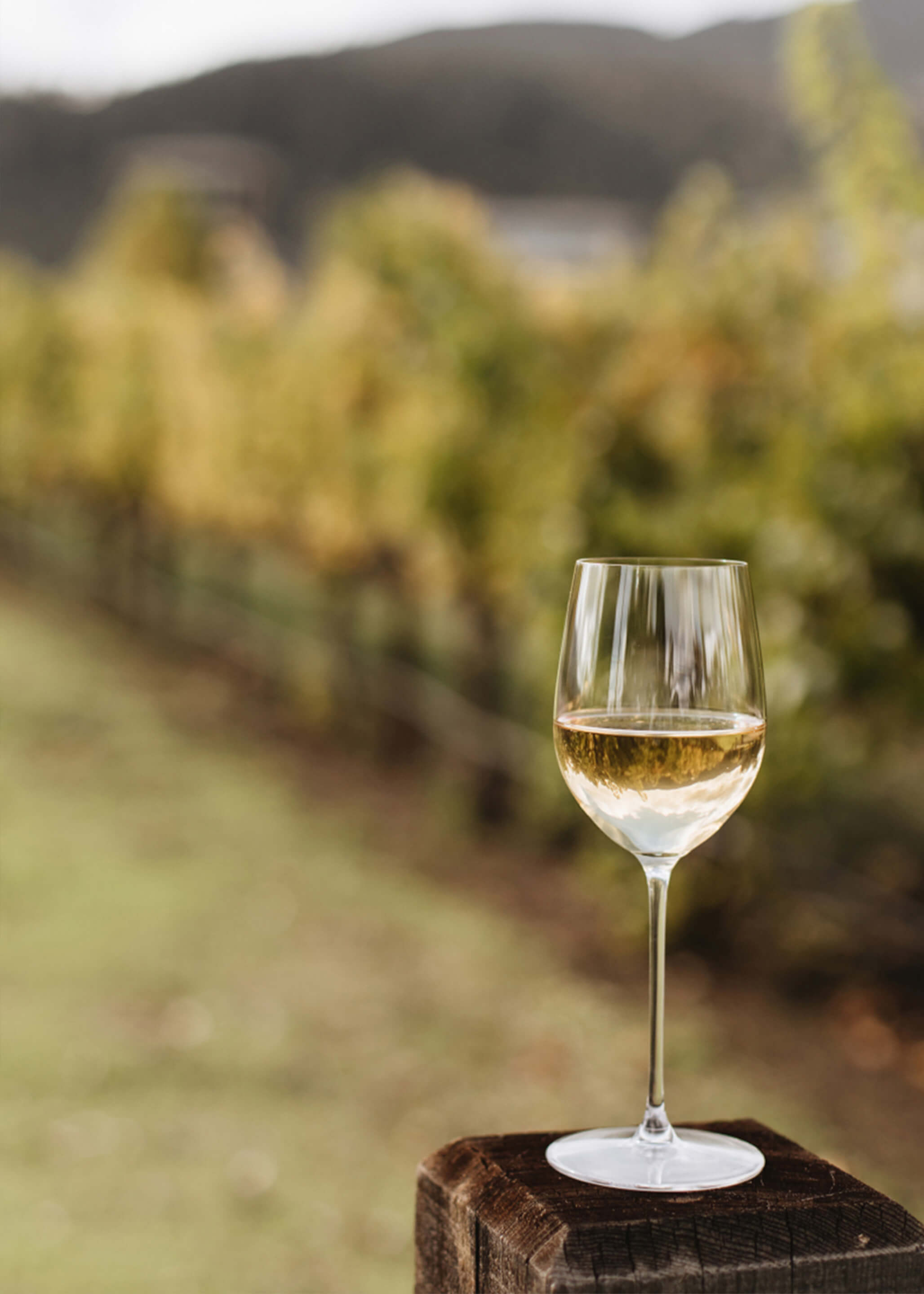 Kosher Fume Blanc 2022 | Napa Valley Estate White Wine | ONEHOPE Wine