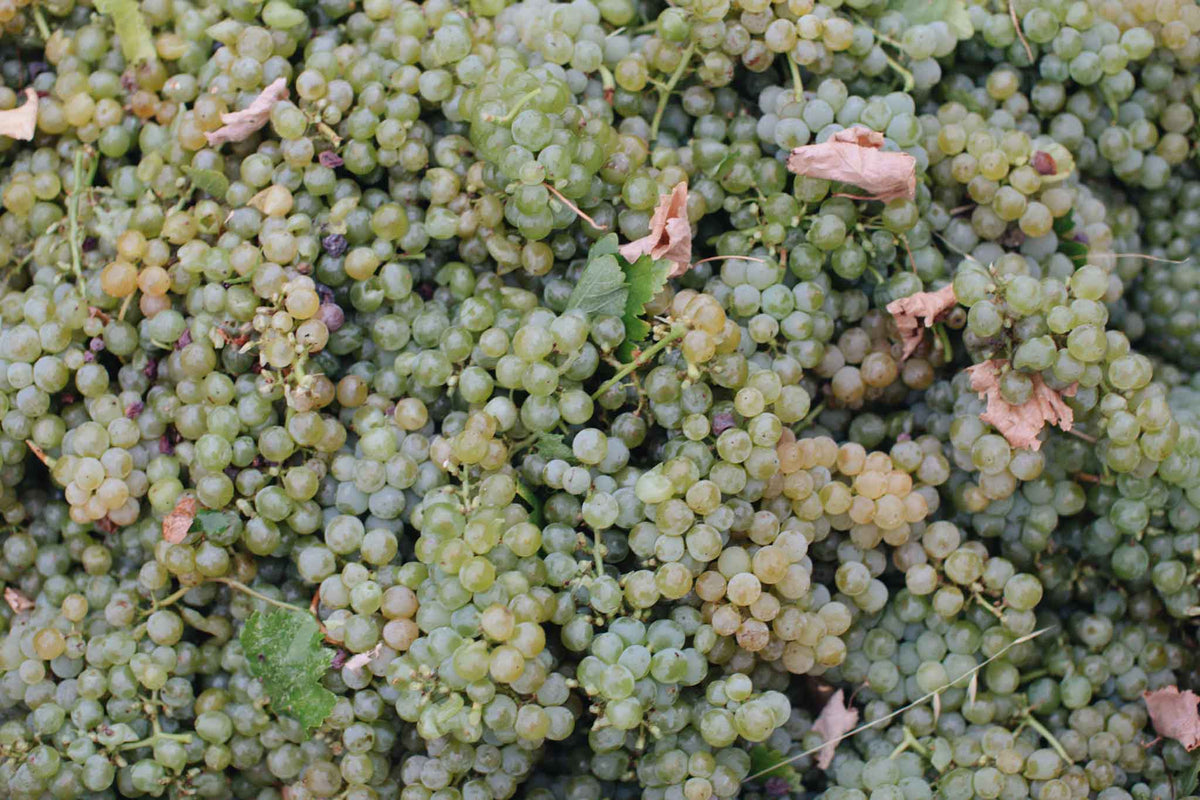 2026 Napa Valley Harvest Begins at Estate 8