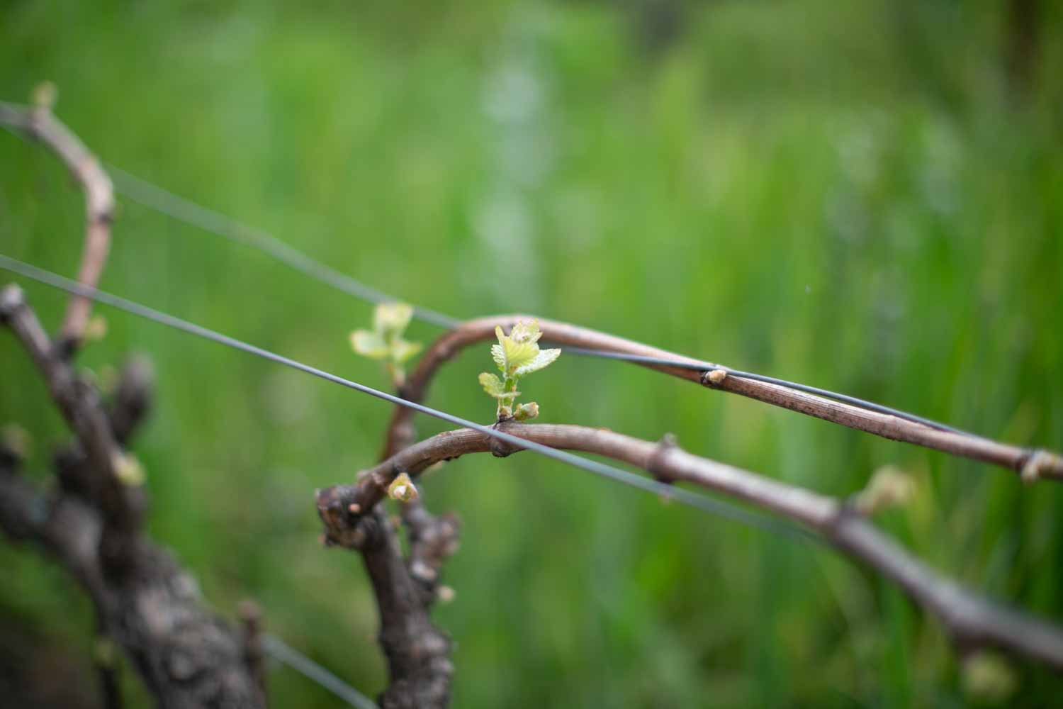 Spring Tablescape Inspired by Bud Break