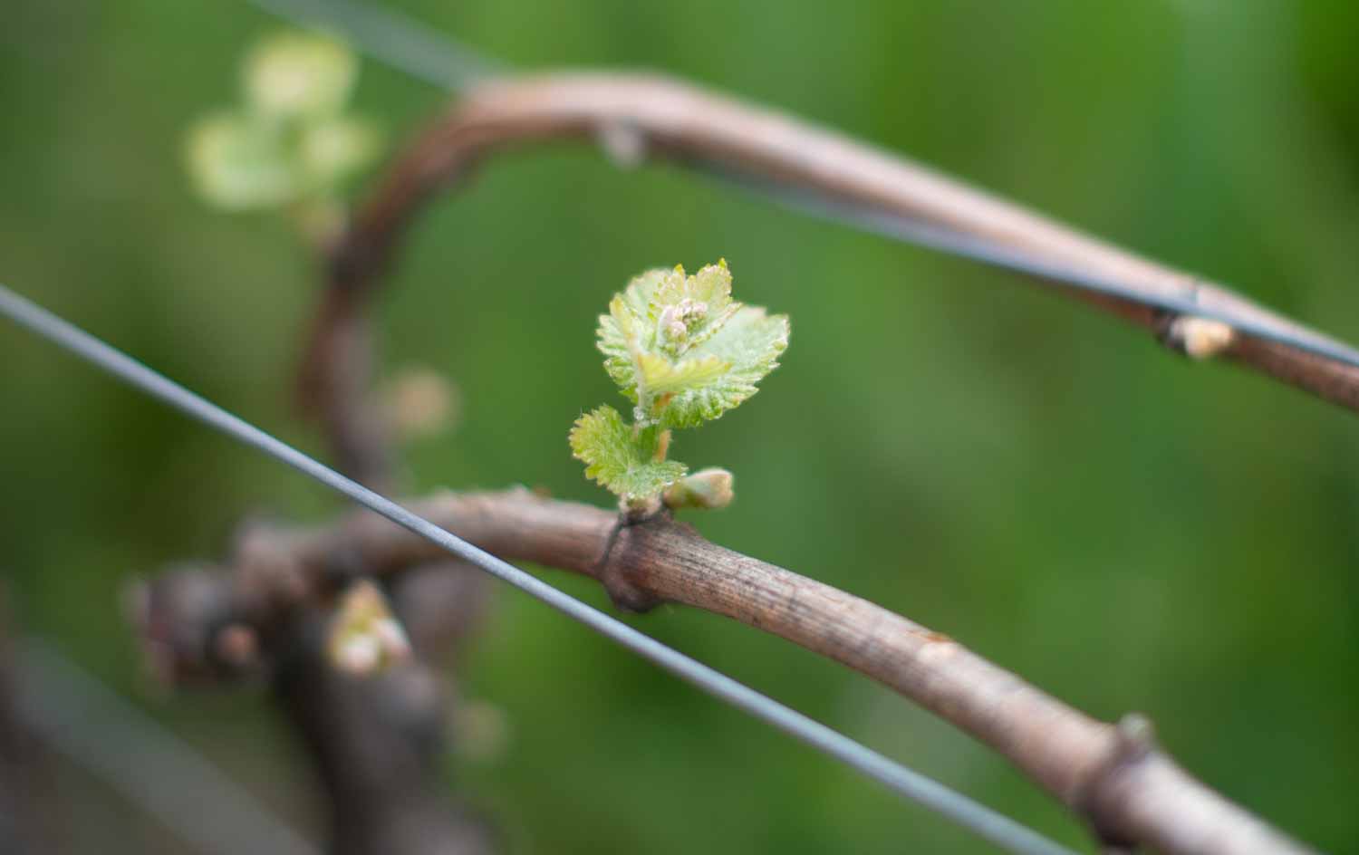 Bud Break in Napa Valley