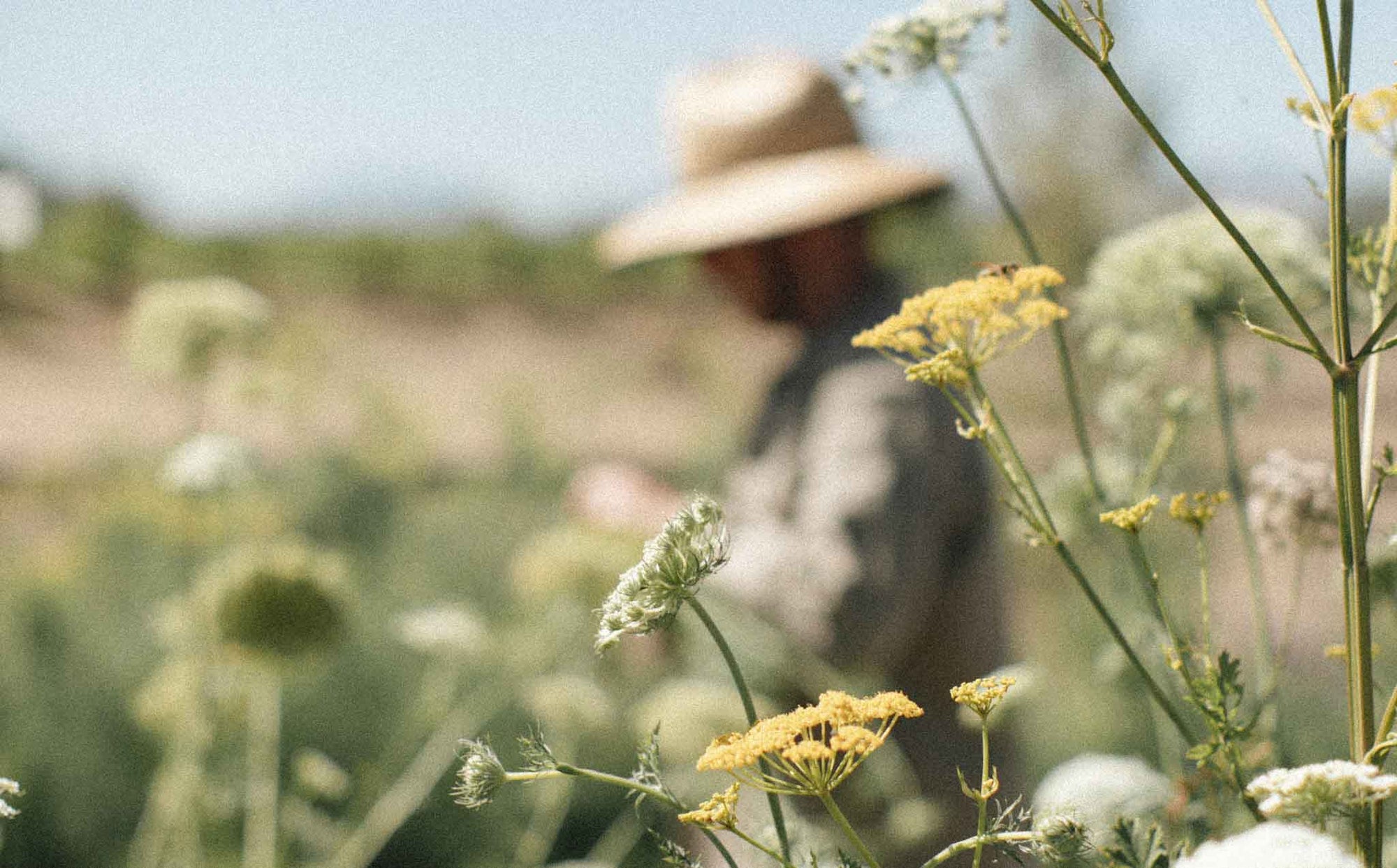 Late Summer at Estate 8