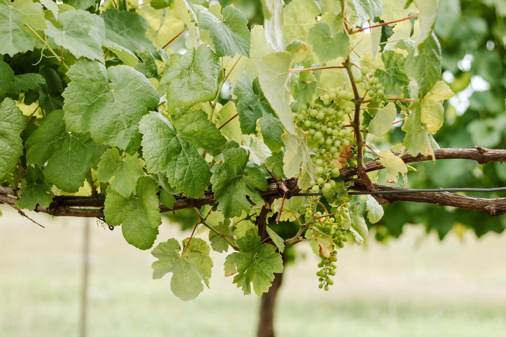 Berry Set in Napa Valley Vineyards: The Moment Grapes Begin to Form