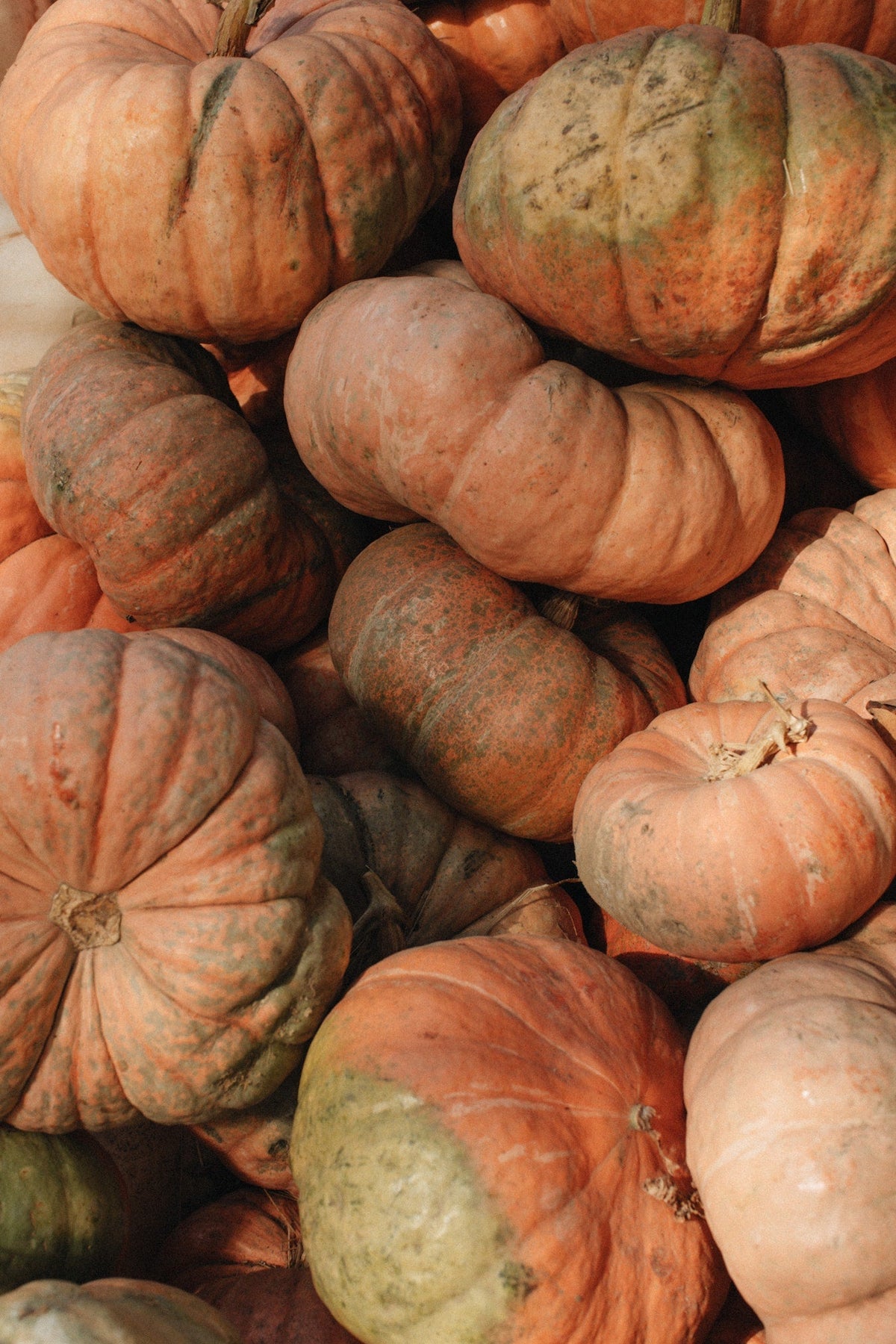 Fall Festival