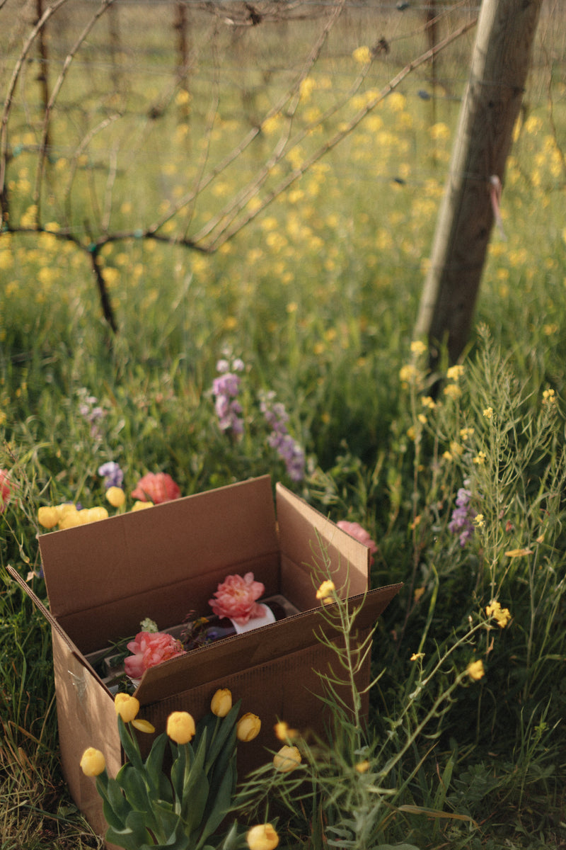 A Spring Surprise in Full Bloom